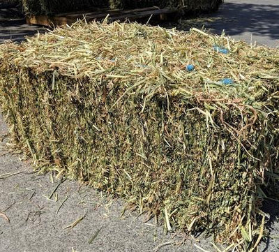 Small Square Hay Bales - Grassy Lucerne